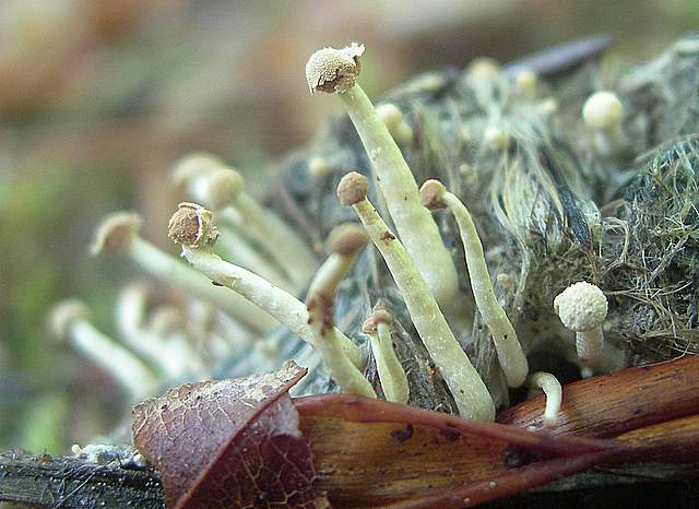 Funghi trasformisti , necrofili e sterili